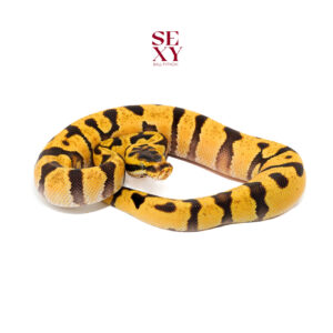 1.0 Super En pas Dbl H DG Hypo 25 16427