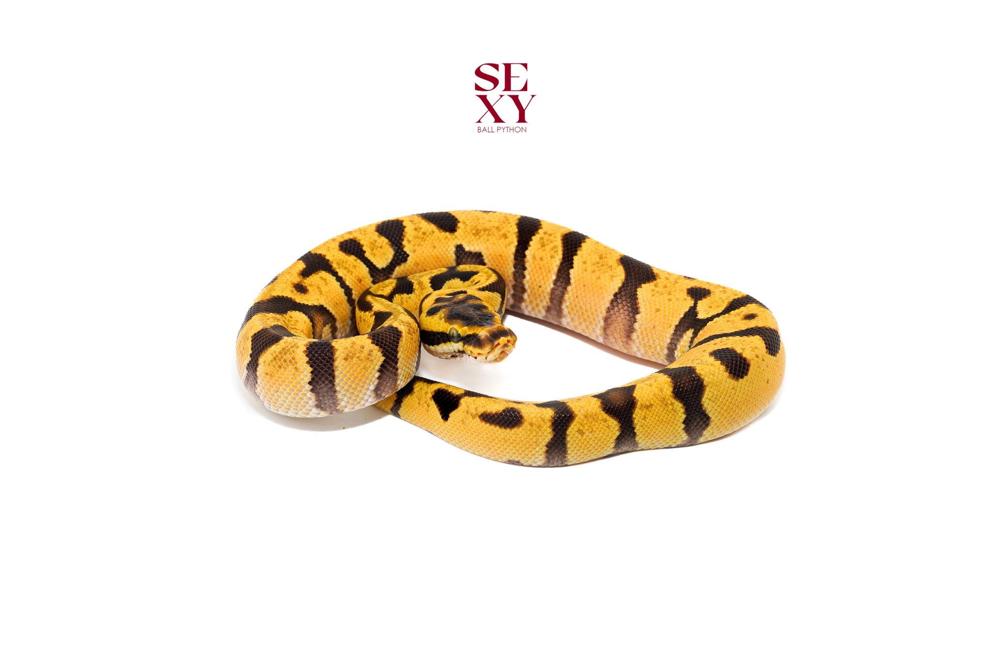 1.0 Super En pas Dbl H DG Hypo 25 16427