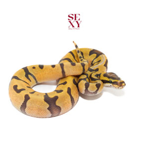 1.0 Super En Hypo H DG 25 16431