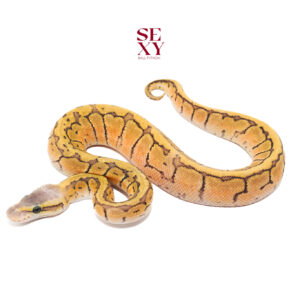 1.0 Pin en pas Hypo H DG 25 16432