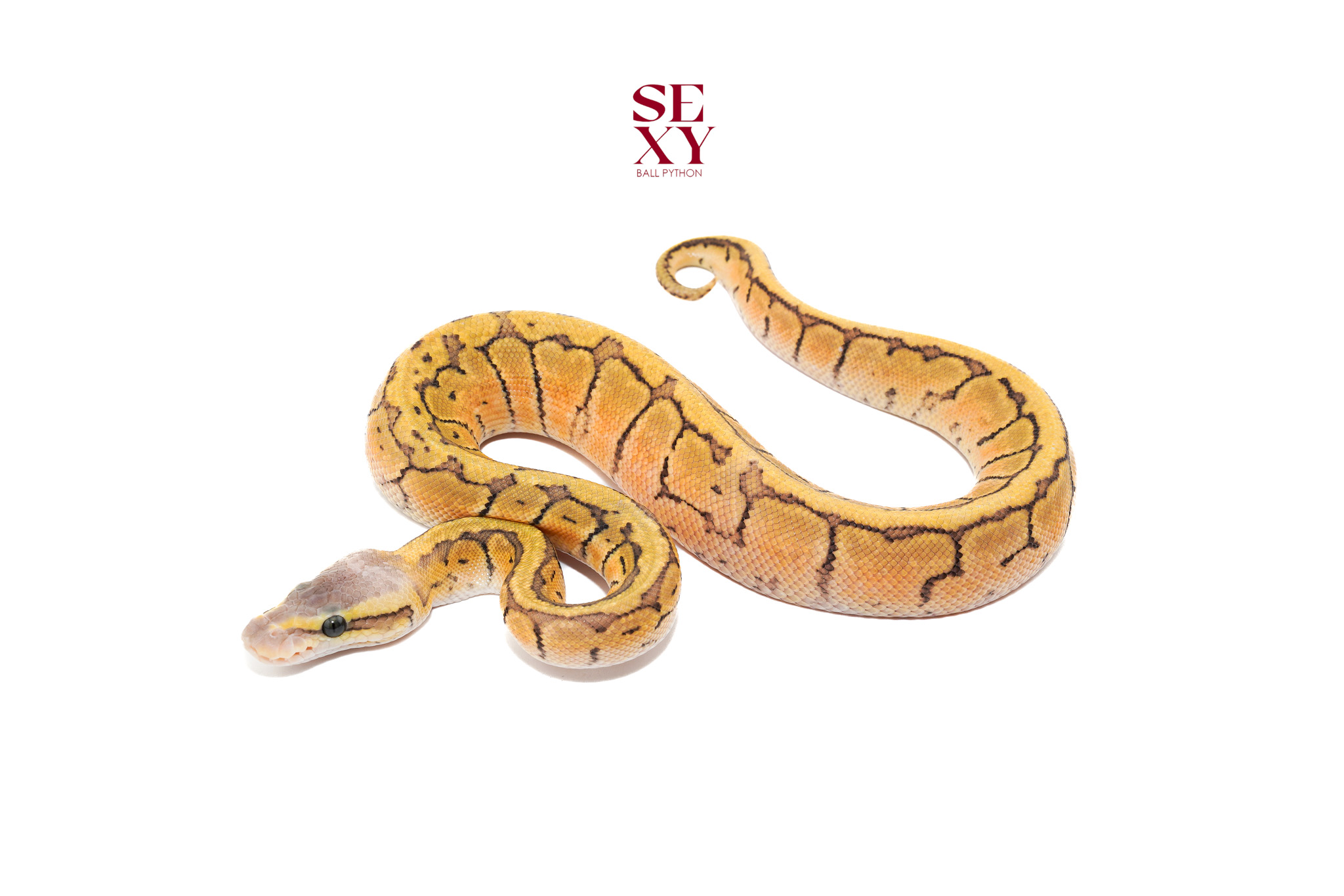 1.0 Pin en pas Hypo H DG 25 16432