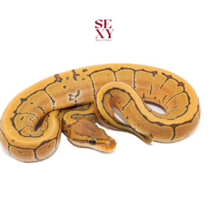 0.1 Pin en Hypo H DG 25 16435