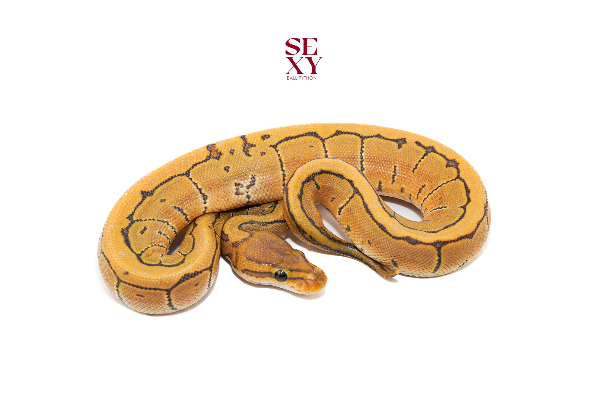 0.1 Pin en Hypo H DG 25 16435