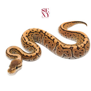 1.0 BP DG H Clown pos H Vpi 25 16436