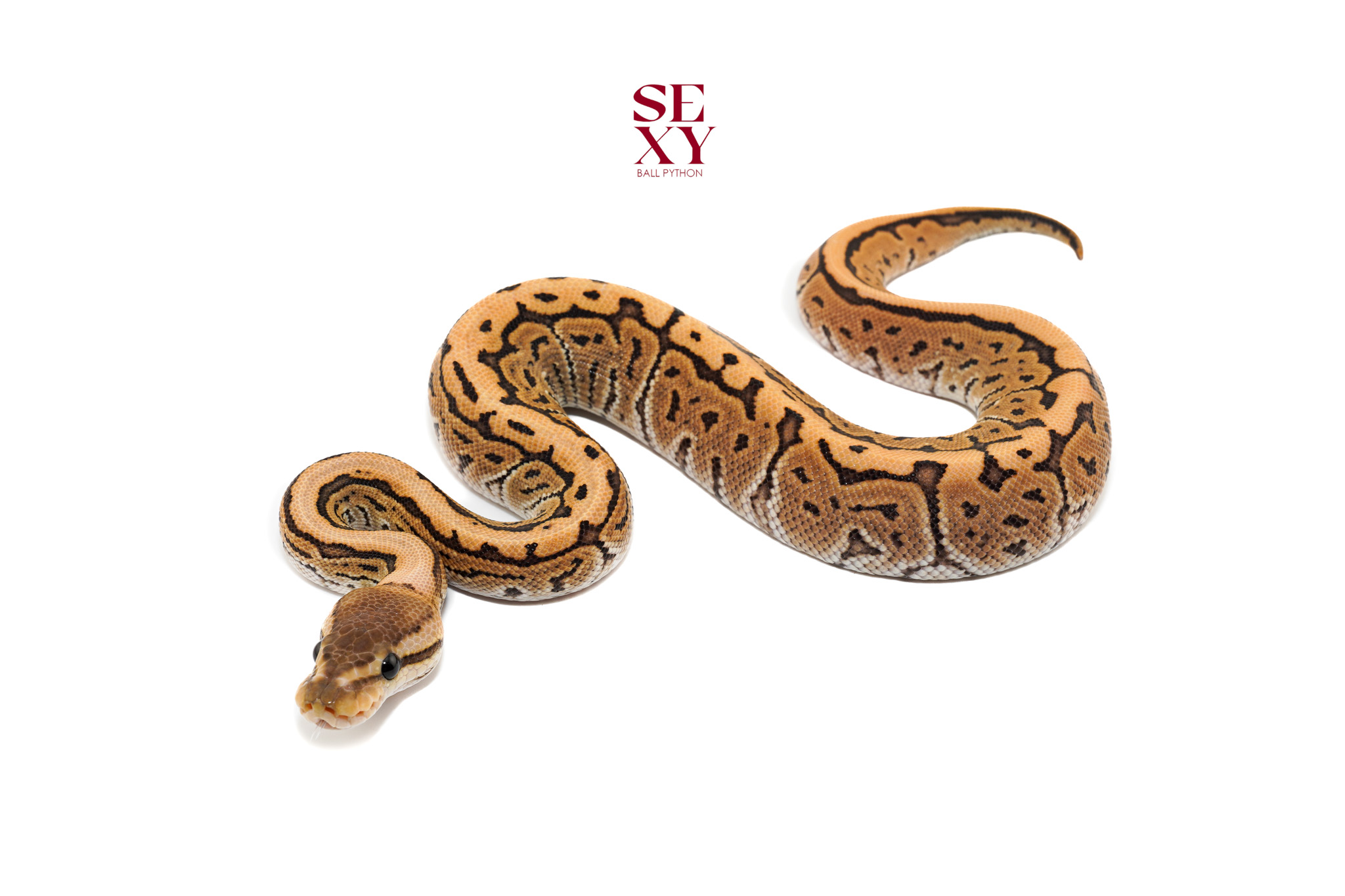 1.0 BP DG H Clown pos H Vpi 25 16436