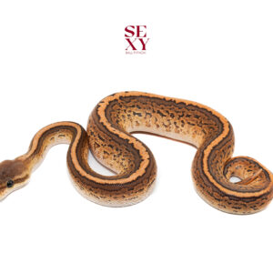 0.1 DG BP Pin H Clown pos Yb H Vpi 25 16437