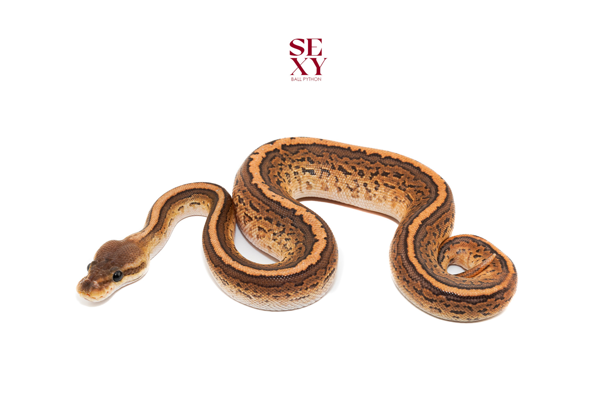 0.1 DG BP Pin H Clown pos Yb H Vpi 25 16437