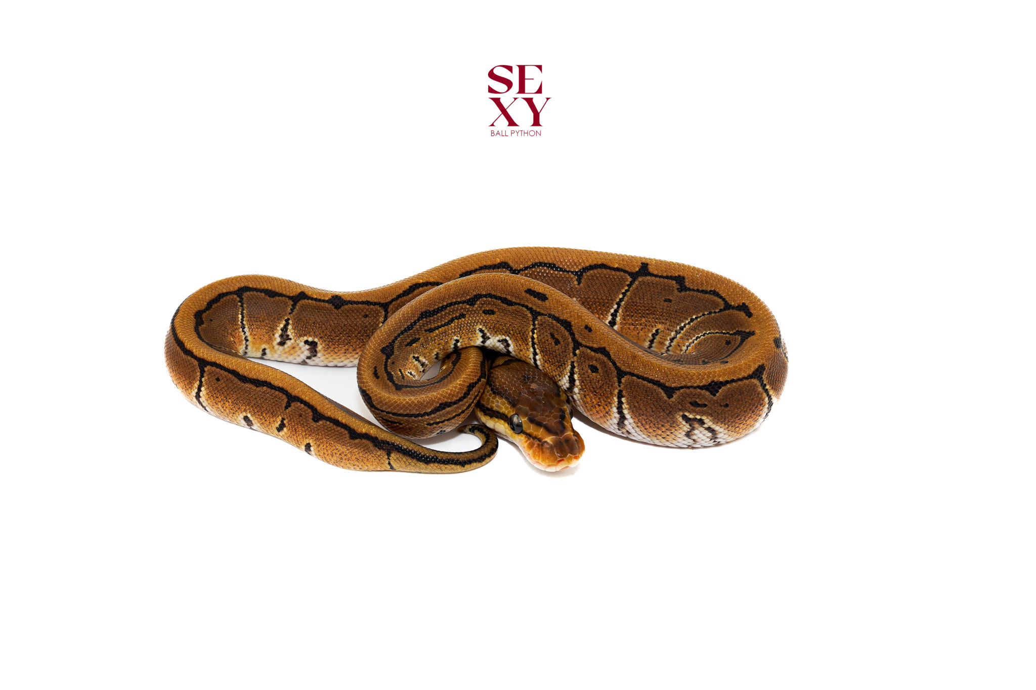 0.1 Pin Dbl H DG Clown 25 16440