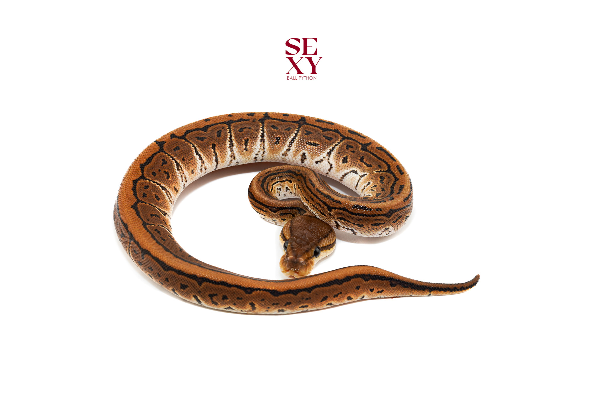 0.1 Bp Pin Dbl H DG Clown 25 16442