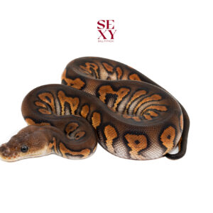 0.1 Stranger Hurricane Bp Rs Clown pos H Hypo Pied 25 16443