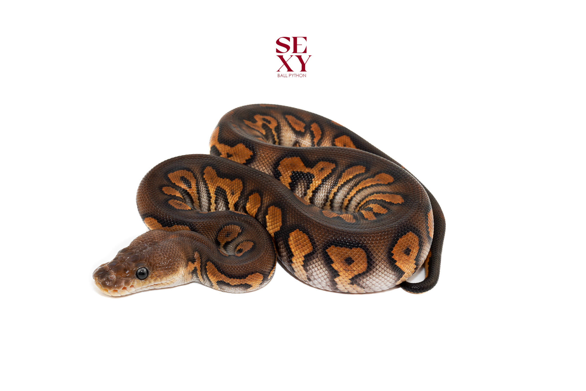 0.1 Stranger Hurricane Bp Rs Clown pos H Hypo Pied 25 16443