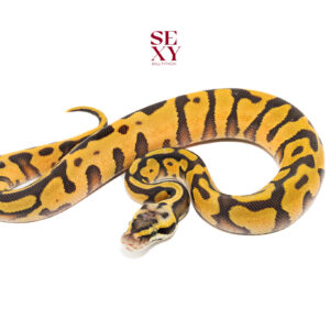 0.1 Leo pas en H Hypo DG 25 16454