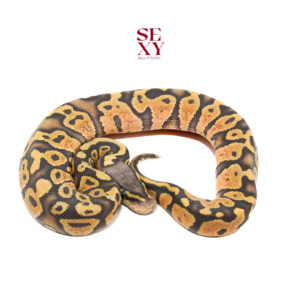 1.0 Pas Hypo H DG 25 16455