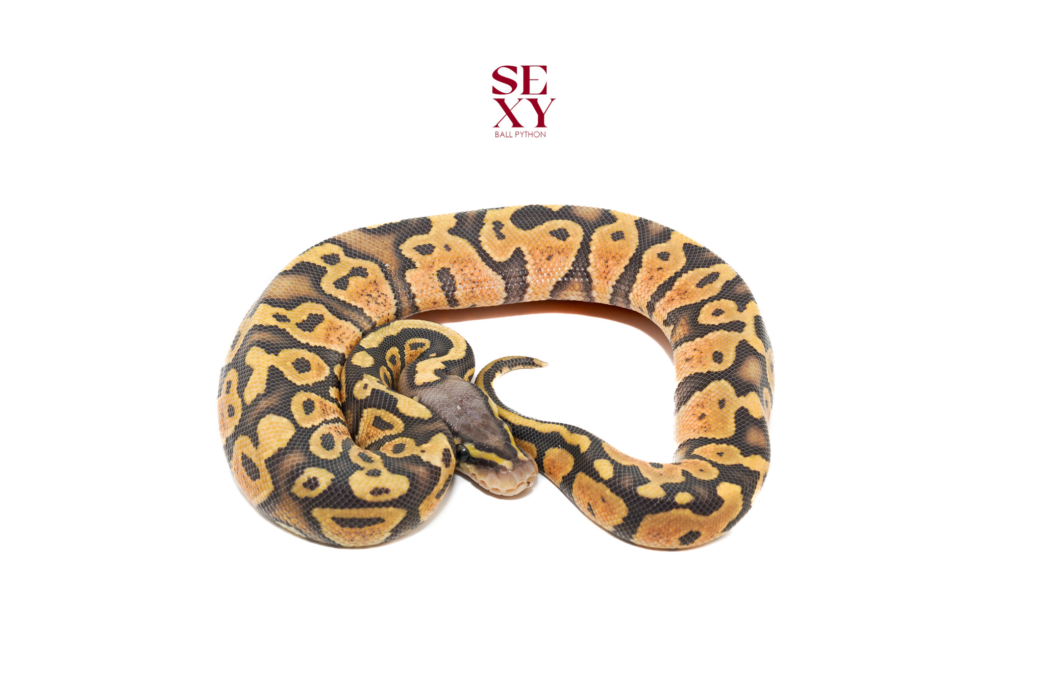 1.0 Pas Hypo H DG 25 16455