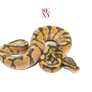 1.0 En Hypo H DG 25 16457