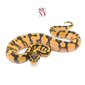 1.0 Pas en Dbl H Hypo DG 25 16458