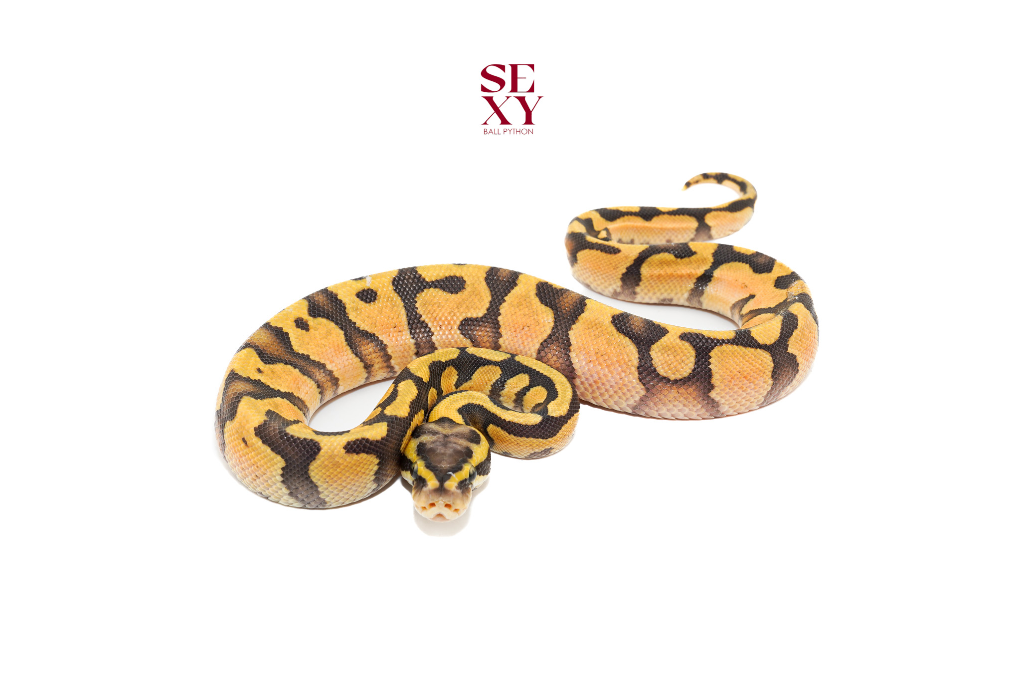 1.0 Pas en Dbl H Hypo DG 25 16458