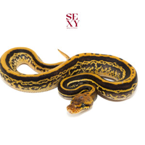 0.1 Confusion Hurricane Leo YB H Clown pos H Hypo pied 25 16459