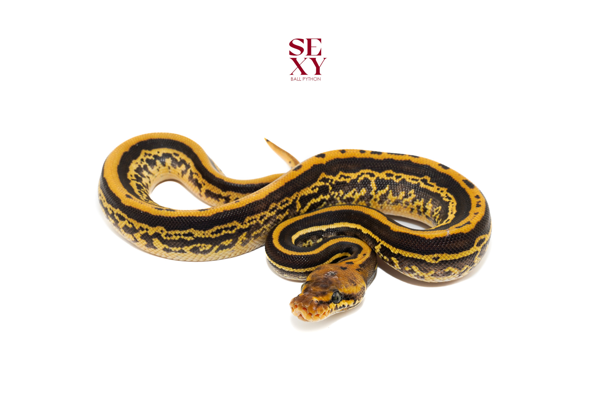 0.1 Confusion Hurricane Leo YB H Clown pos H Hypo pied 25 16459