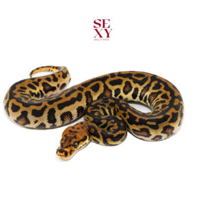 0.1 Hurricane Redhead Batman pos H Hypo 25 16464