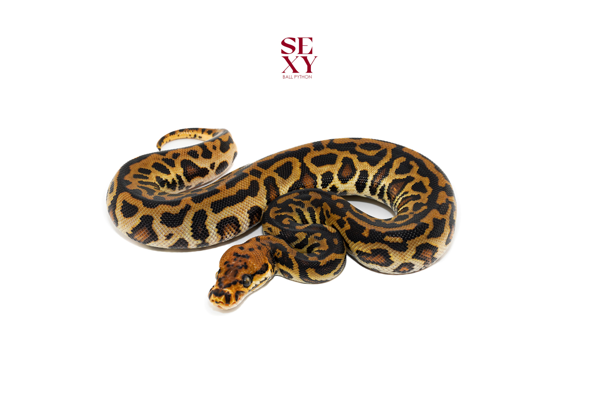 0.1 Hurricane Redhead Batman pos H Hypo 25 16464