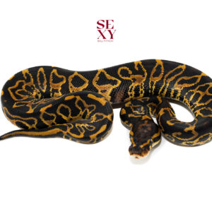 1.0 Hurricane Leopard H Clown pos Hayabusa H Hypo Pied 25 16465