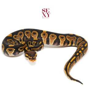 1.0 Chocolate Yb/Asphalt H Clown 25 16470