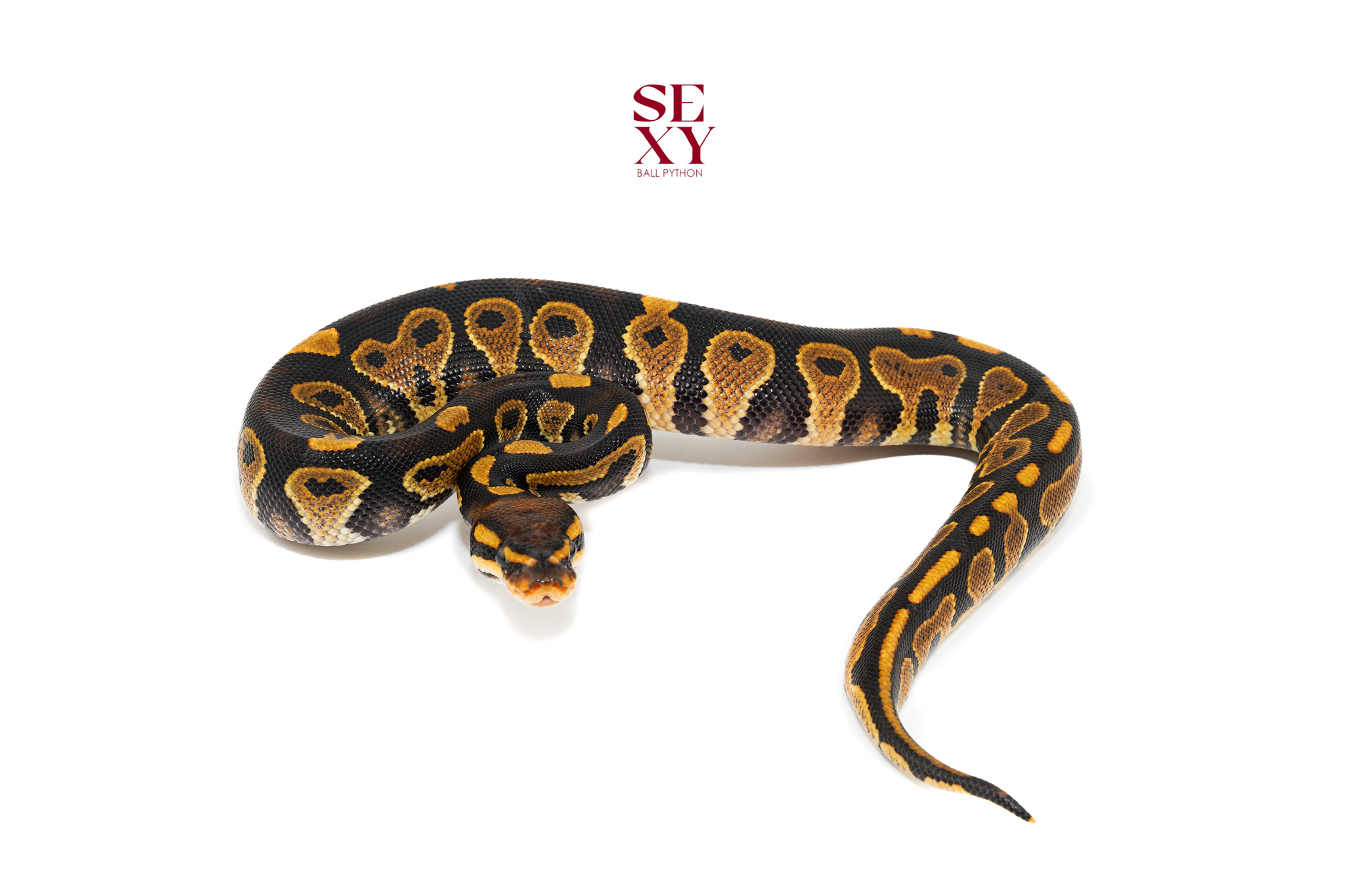 1.0 Chocolate Yb/Asphalt H Clown 25 16470