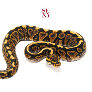 0.1 Spotnose Asphalt/yb H Clown 25 16474