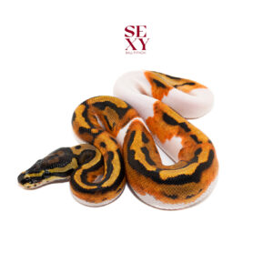 1.0 Pied H Candy/Albino 25 16479