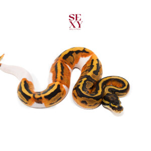 0.1 Pied H Candy/Albino 25 16480