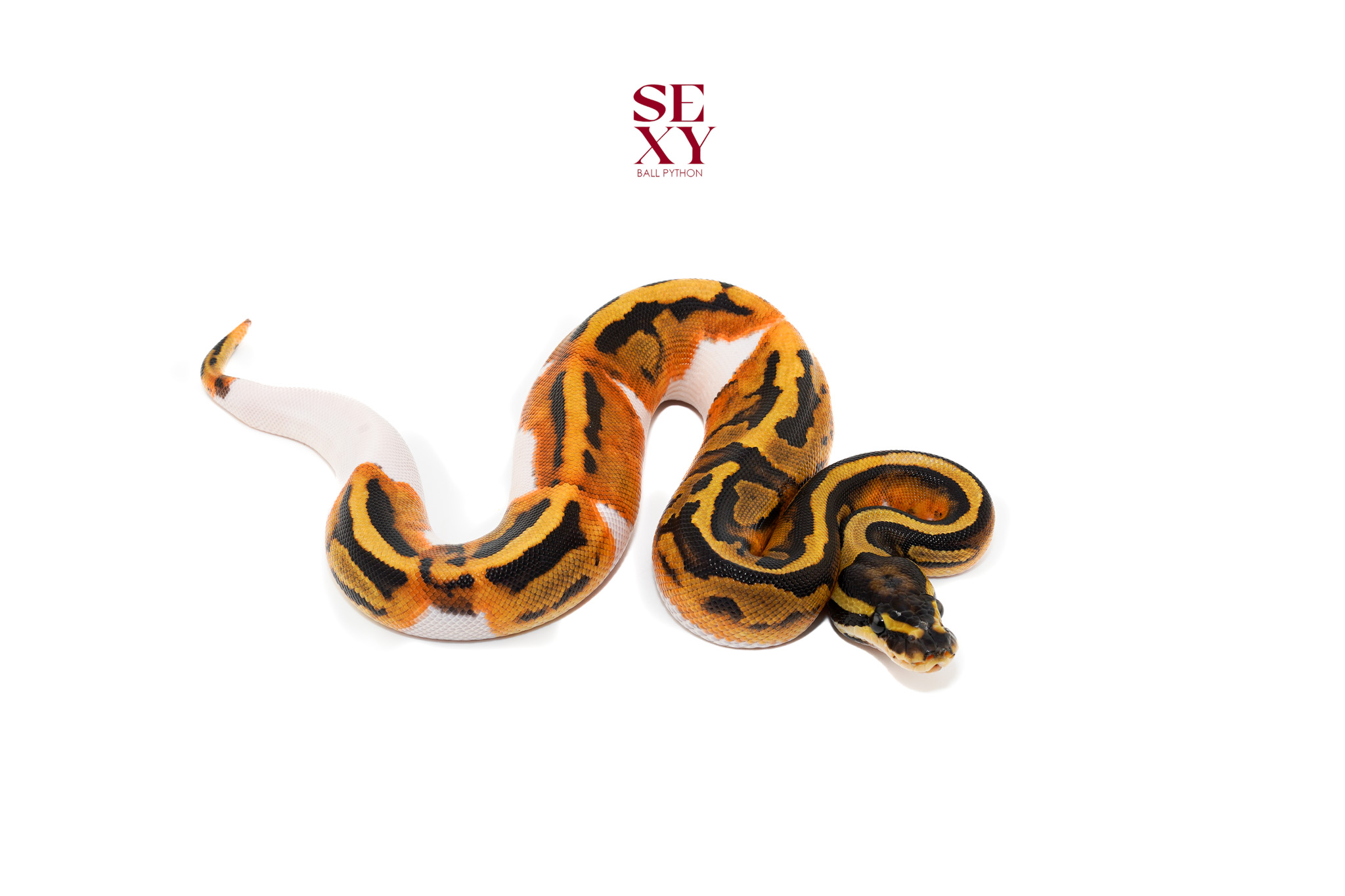 0.1 Pied H Candy/Albino 25 16480