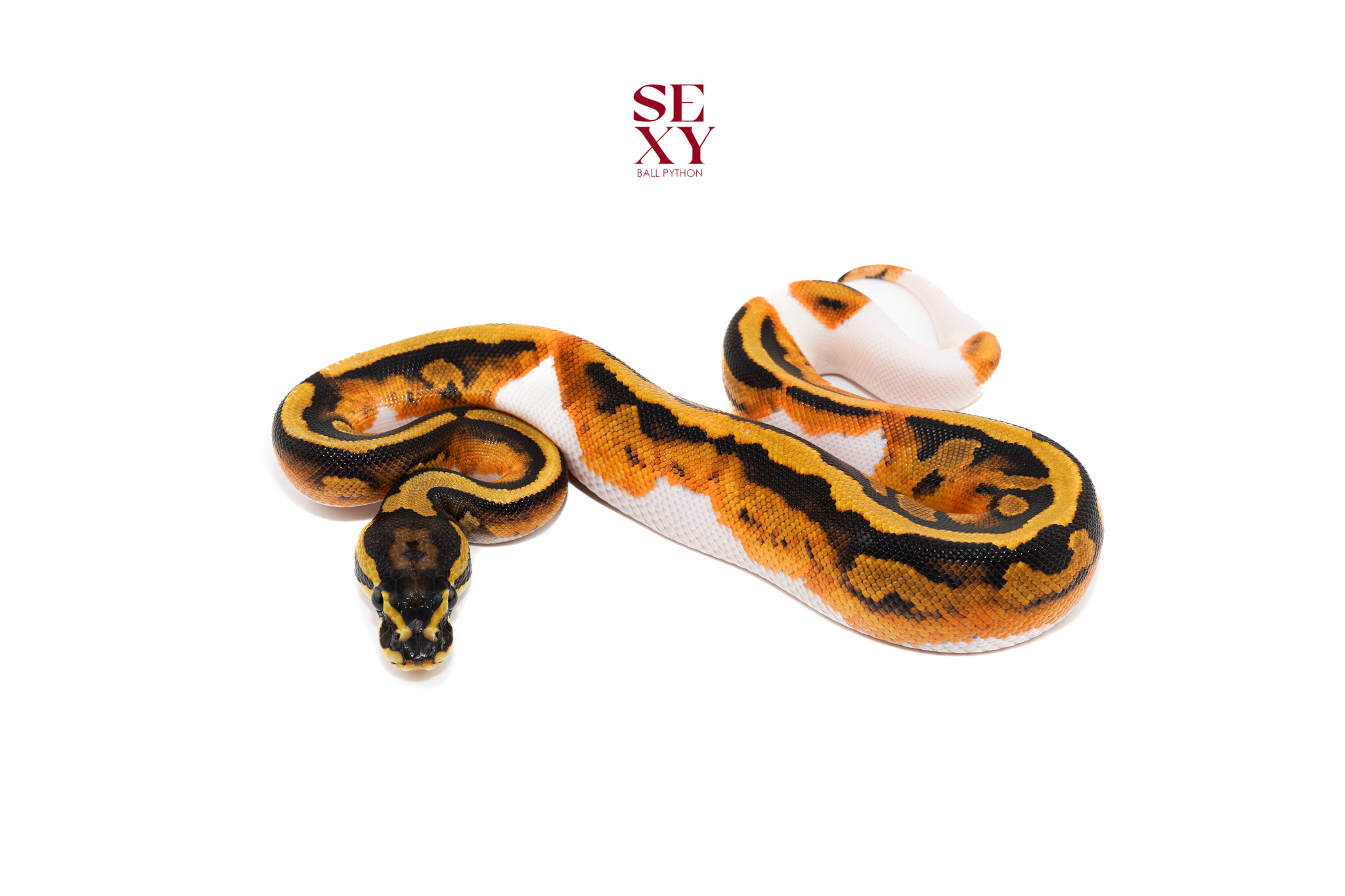 0.1 Pied H Candy/Albino 25 16481