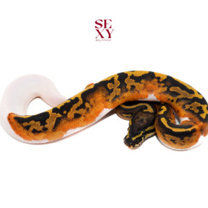 1.0 Hurricane Pied H Candy/Albino 25 16482