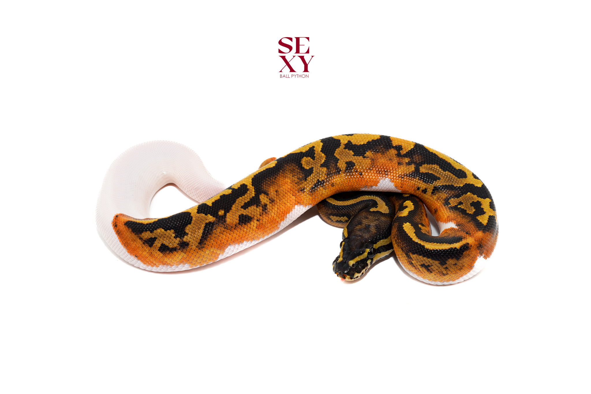 1.0 Hurricane Pied H Candy/Albino 25 16482