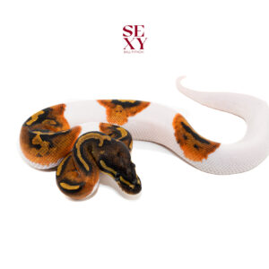 1.0 Hurricane Pied H Candy/Albino 25 16483