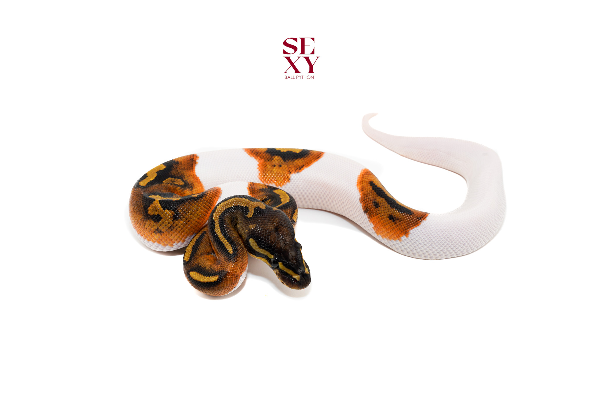 1.0 Hurricane Pied H Candy/Albino 25 16483