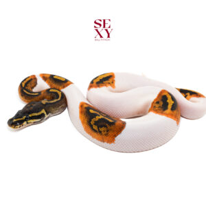 1.0 Hurricane Pied H Candy/Albino 25 16484