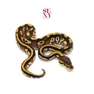 1.0 Hurricane Mo Dbl H Clown Pied pos H Hypo 25 16485