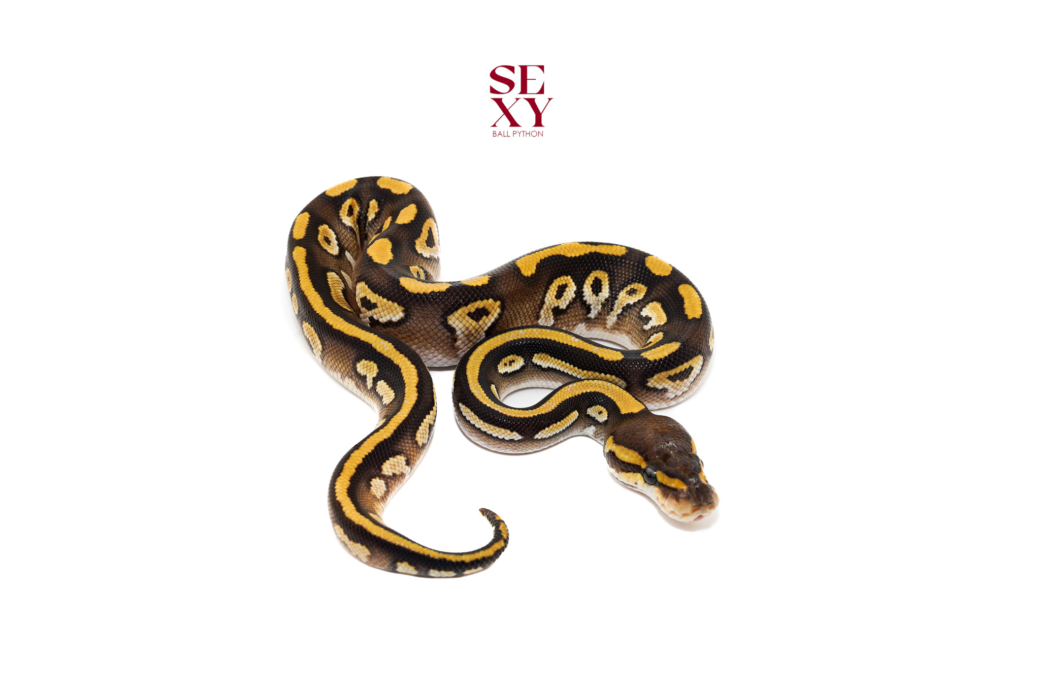 1.0 Hurricane Mo Dbl H Clown Pied pos H Hypo 25 16485