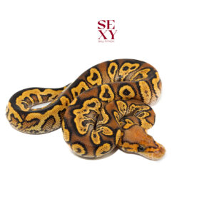 1.0 Ghi Rs Yb Clown 25 16488