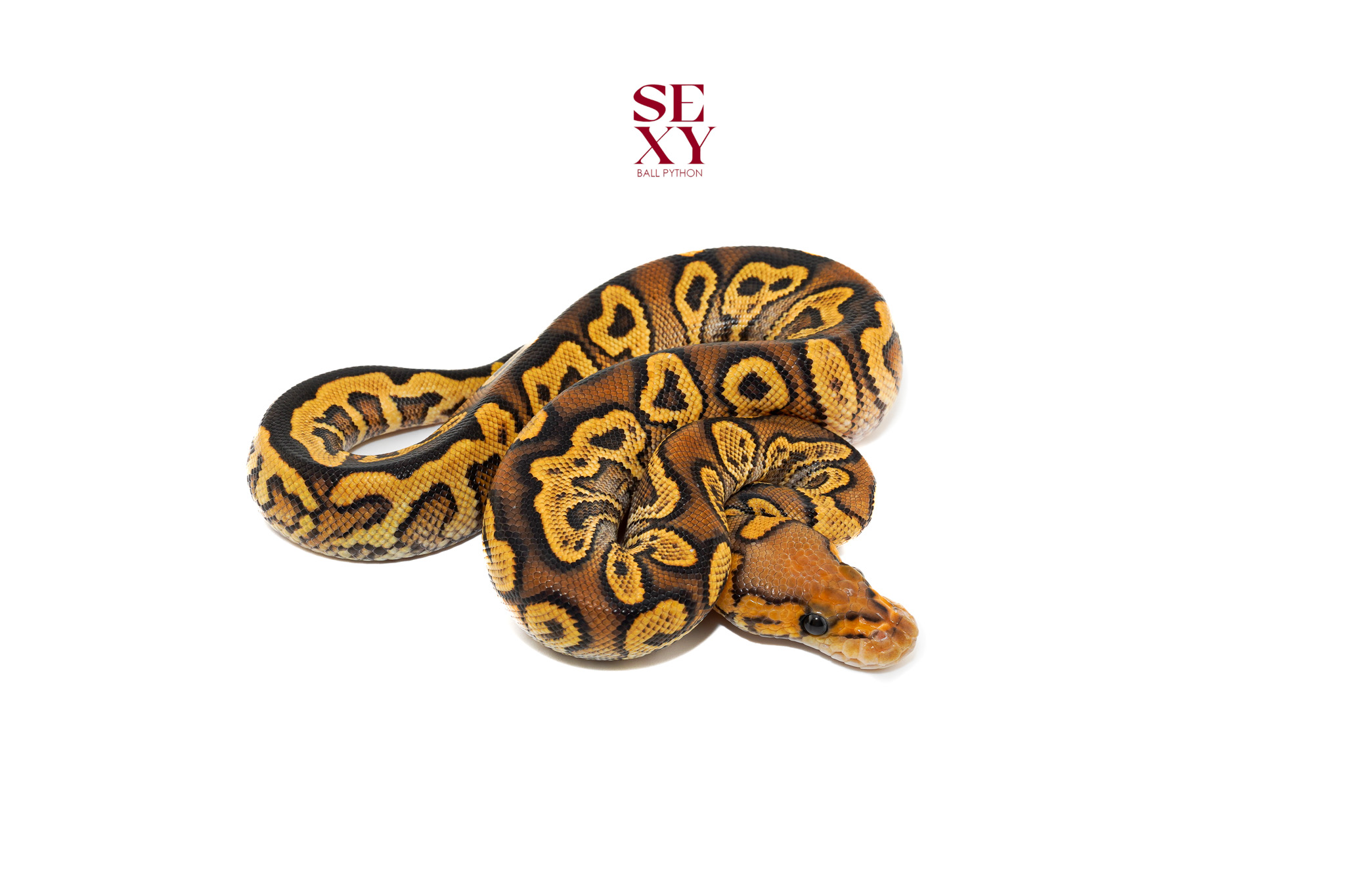 1.0 Ghi Rs Yb Clown 25 16488