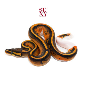 1.0 Pied H Hypo pos Dbl H Clown 25 16497