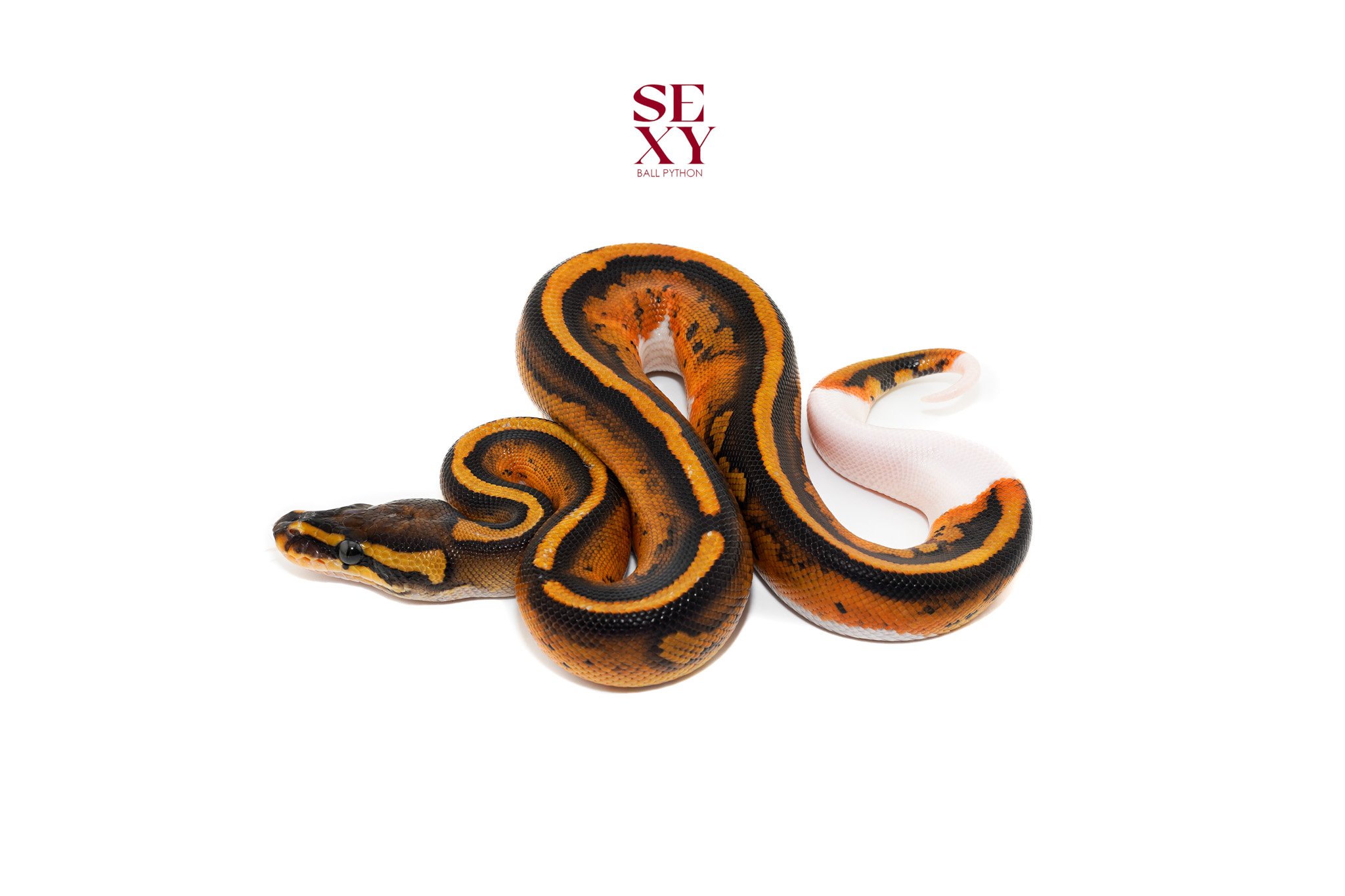 1.0 Pied H Hypo pos Dbl H Clown 25 16497