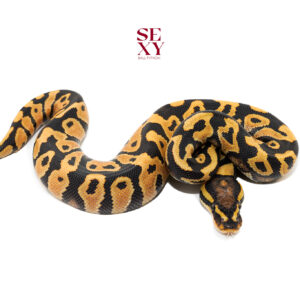 1.0 OD DG YB H Clown pos H Vpi 25 16498