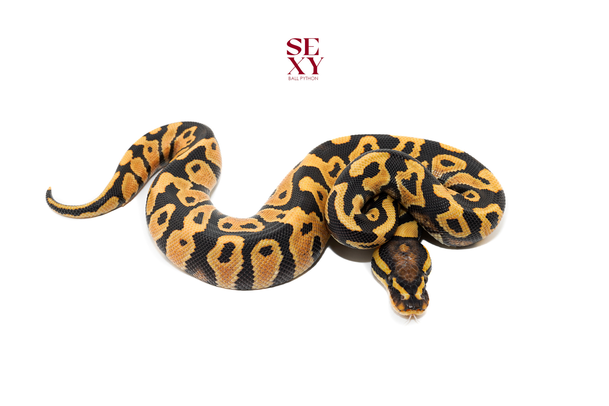 1.0 OD DG YB H Clown pos H Vpi 25 16498