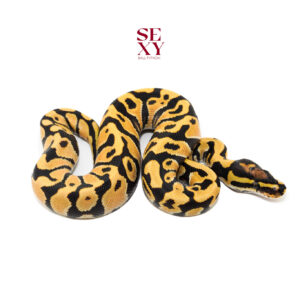 1.0 OD Fire YB Dg H Clown pos H Vpi 25 16499