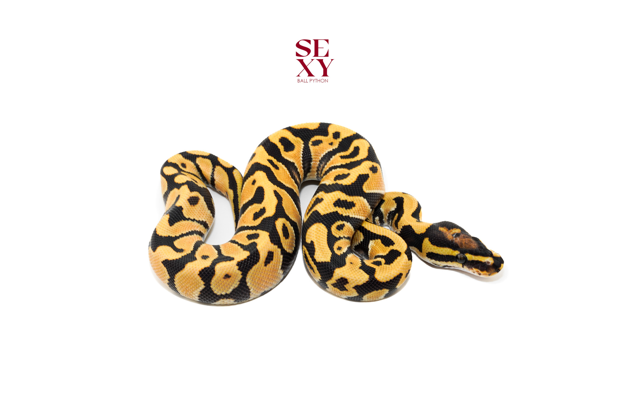 1.0 OD Fire YB Dg H Clown pos H Vpi 25 16499