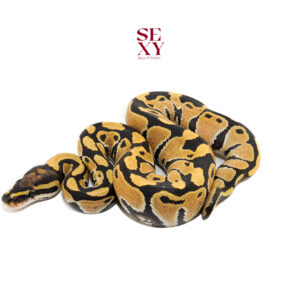 0.1 Fire DG H Clown pos H Vpi 25 16500