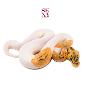 1.0 Hurricane Pas Clown pied pos H Hypo 25 16504